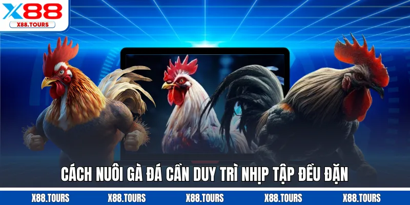 Cách nuôi gà đá cần duy trì nhịp tập đều đặn