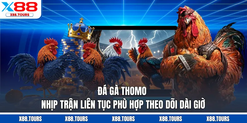 Đá Gà Thomo - Nhịp Trận Liên Tục Phù Hợp Theo Dõi Dài Giờ