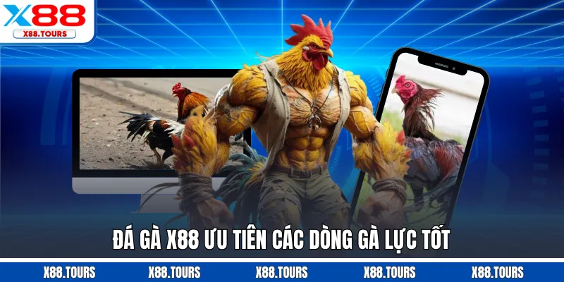 Đá gà X88 ưu tiên các dòng gà lực tốt